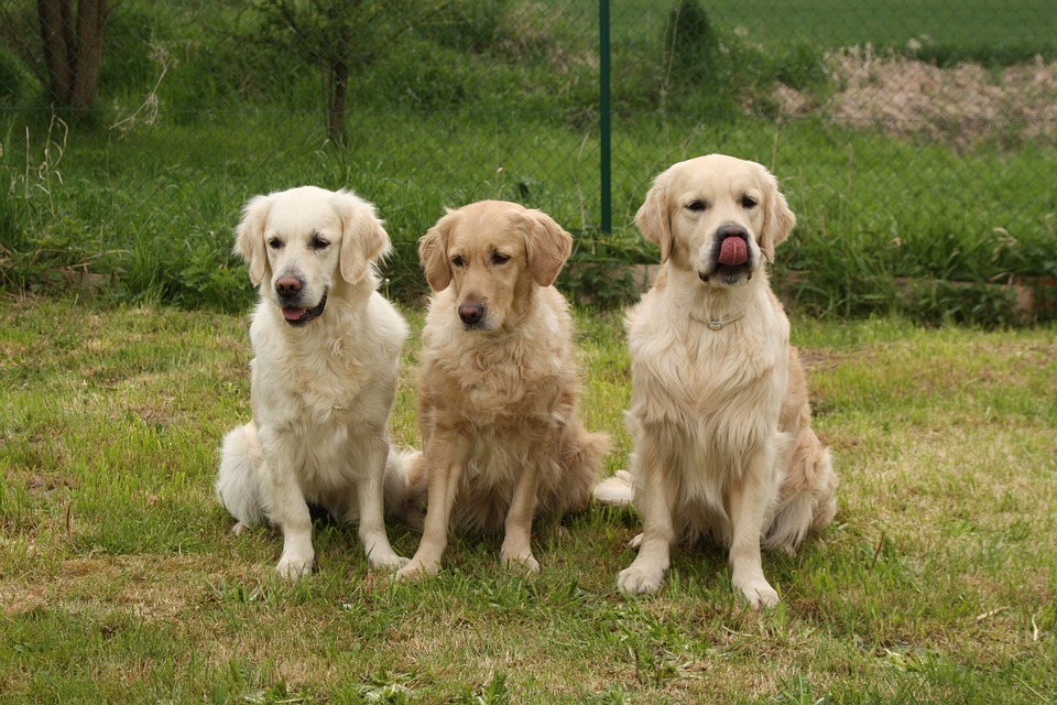 Zwangerschap hond