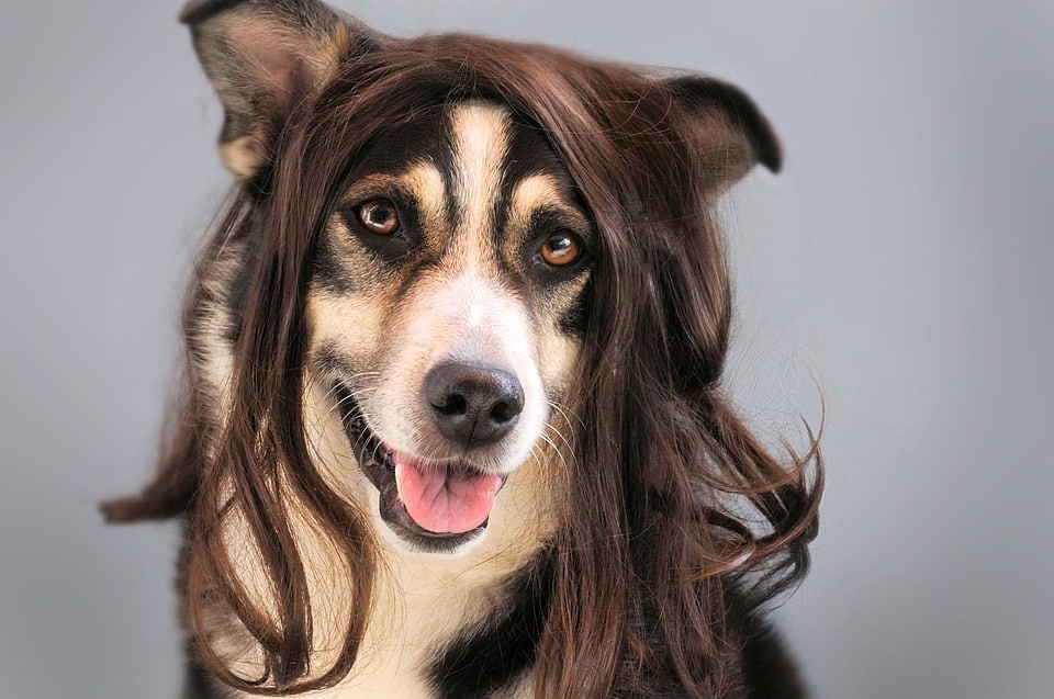 honden haaruitval