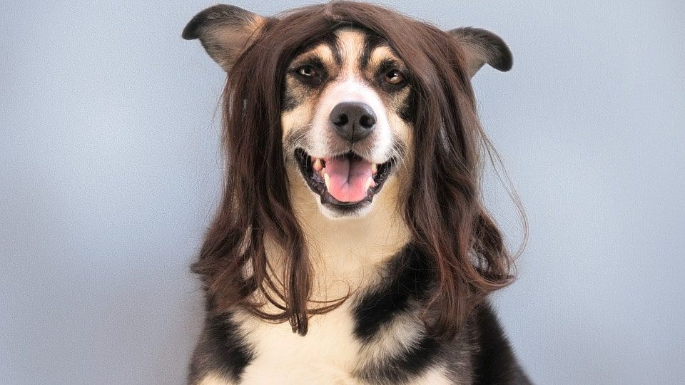 haaruitval bij de hond