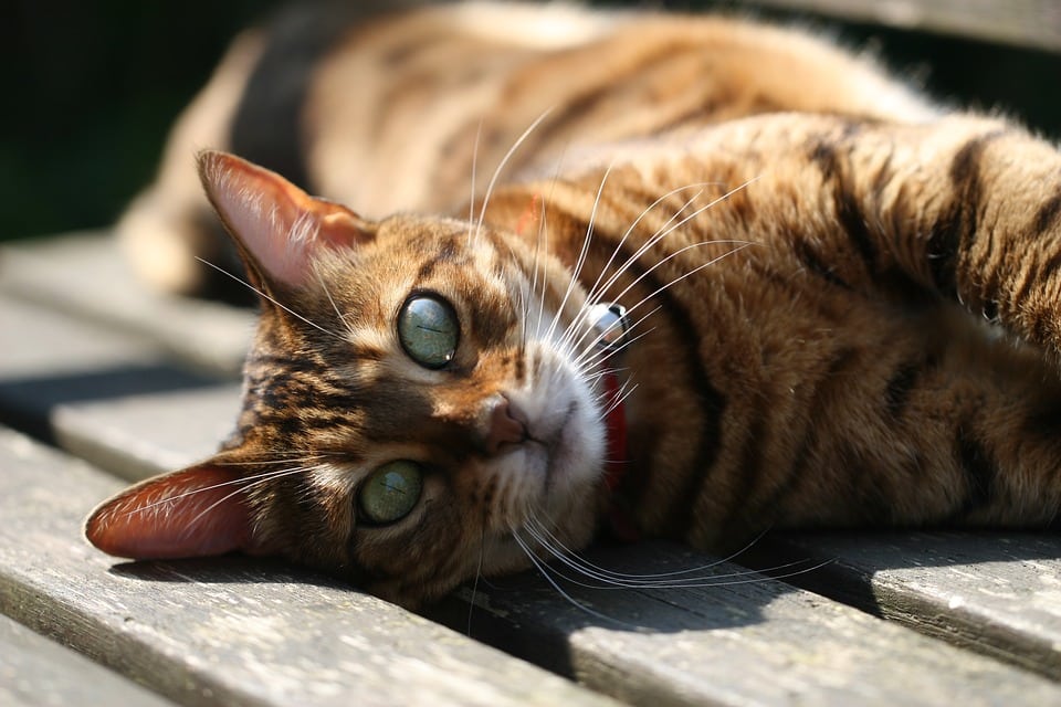 Bengaal - Top 10 Populaire Kattenrassen