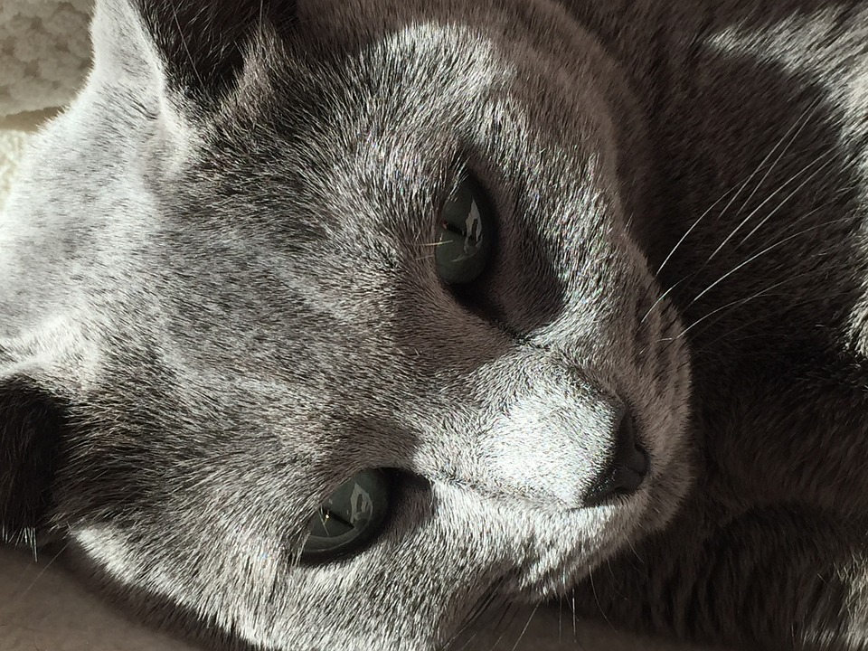Blauwe Rus - Top 10 Populaire Kattenrassen