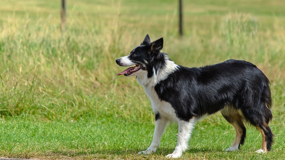 Border Collie - Top 10 Populaire Hondenrassen