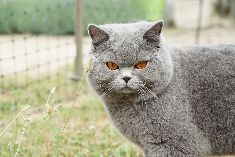 Britse Korthaar - Top 10 Populaire Kattenrassen