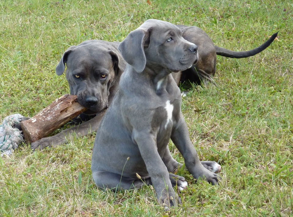 Cane Corso - Top 10 Populaire Hondenrassen