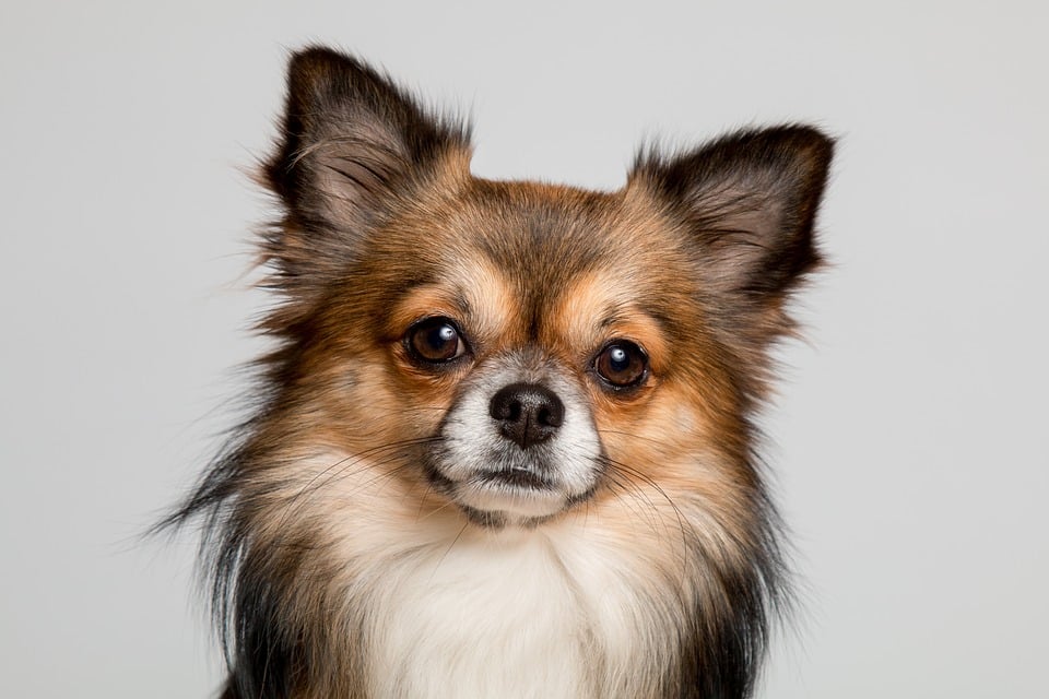 Chihuahua - Top 10 Populaire Hondenrassen