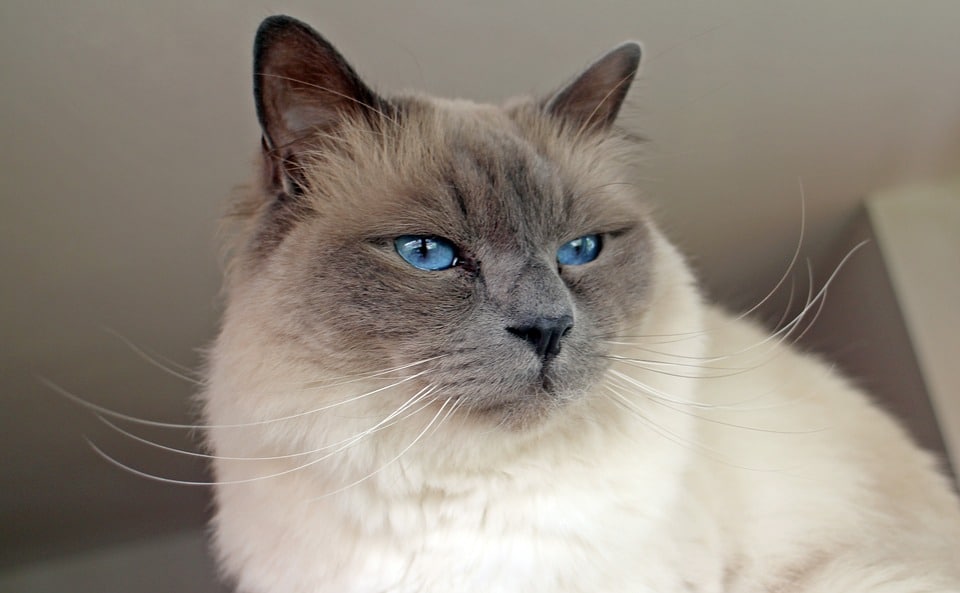 Heilige Birmaan - Top 10 Populaire Kattenrassen