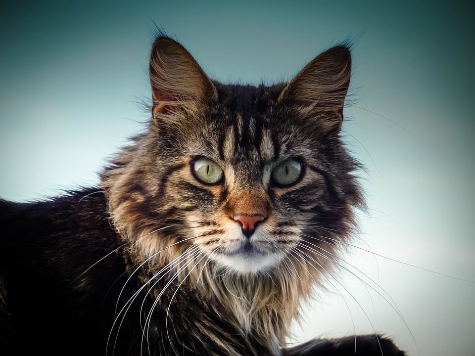 Maine Coon - Top 10 Populaire Kattenrassen