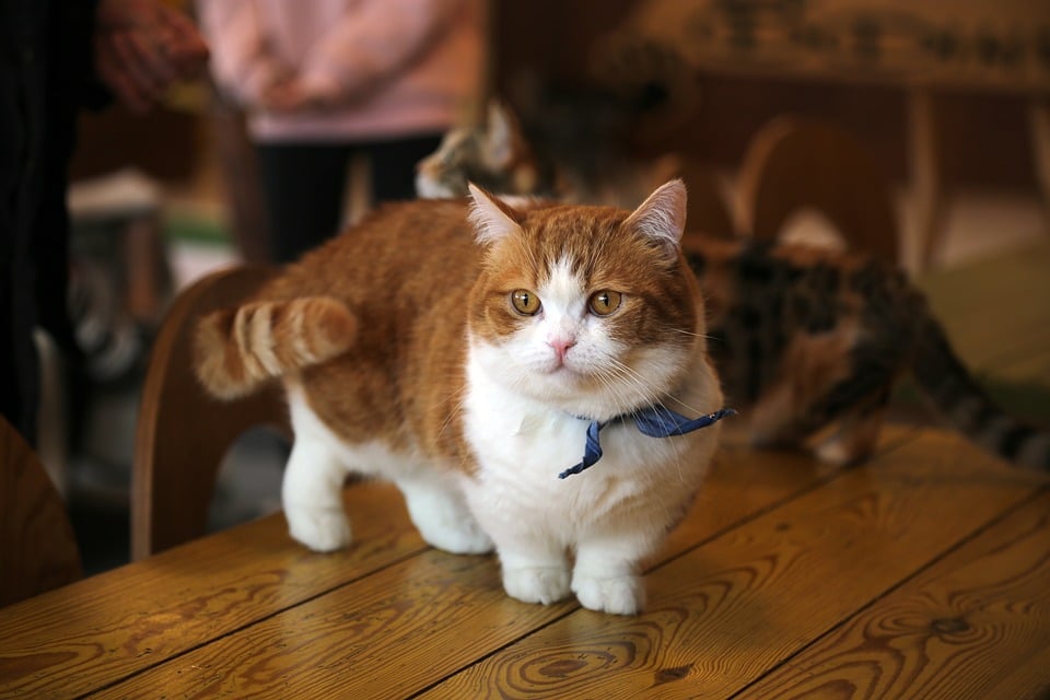 Munchkin - Top 10 Populaire Kattenrassen