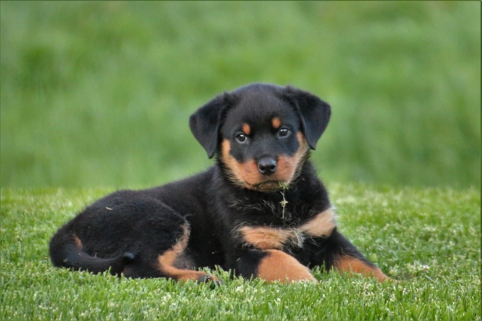 Rottweiler - Top 10 Populaire Hondenrassen
