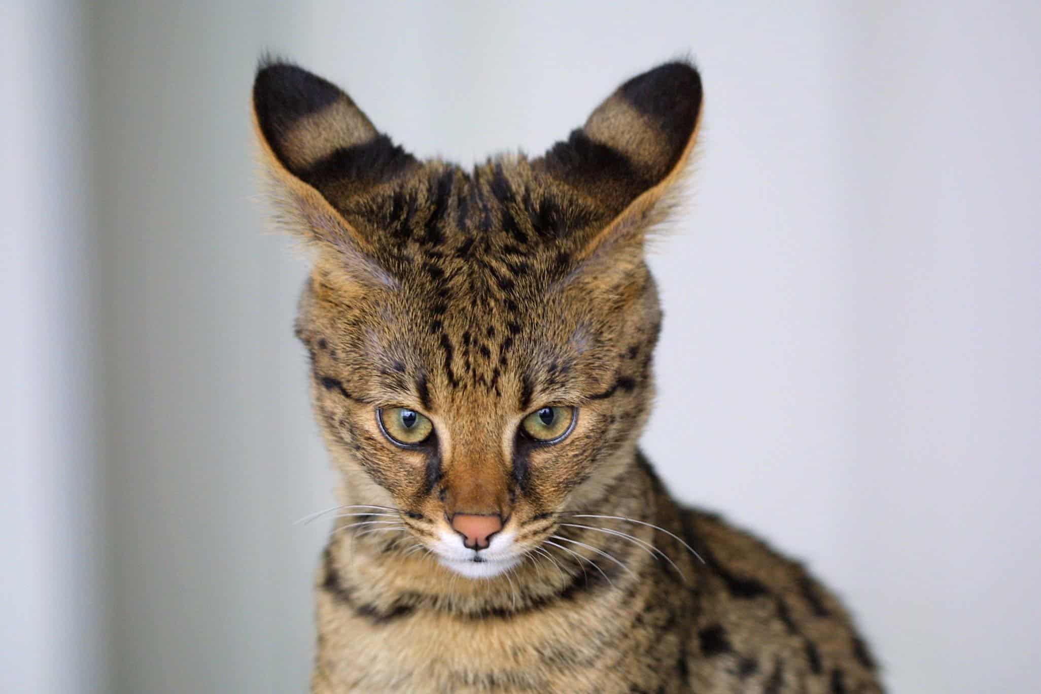 Savannah - Top 10 Populaire Kattenrassen