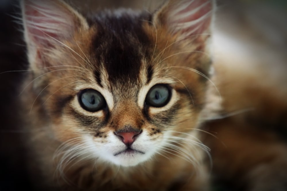 Somali - Top 10 Populaire Kattenrassen