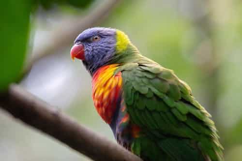 Bek- en vederrot bij vogels