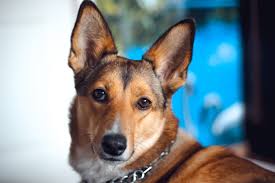 Hond eet niet