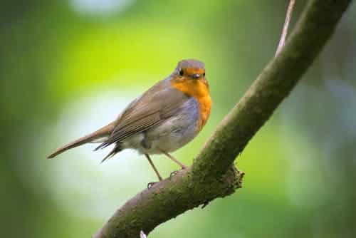 Legnood bij vogels