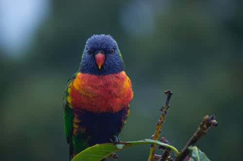Schurftmijt bij vogels