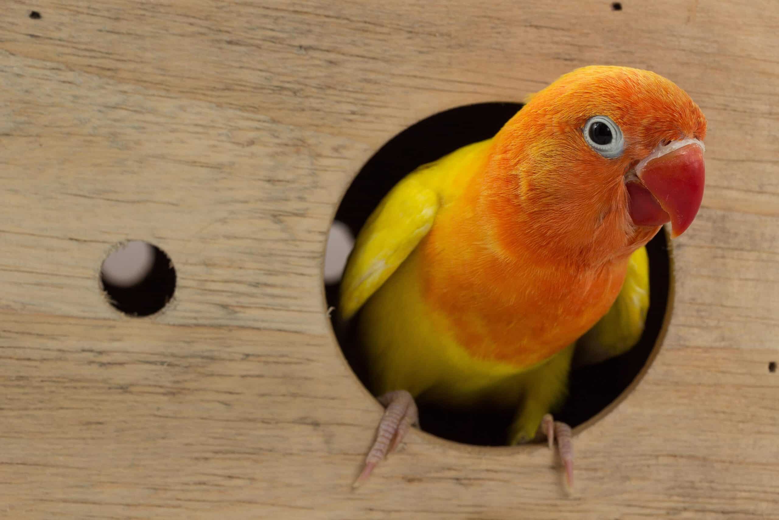 Vogel als huisdier nemen
