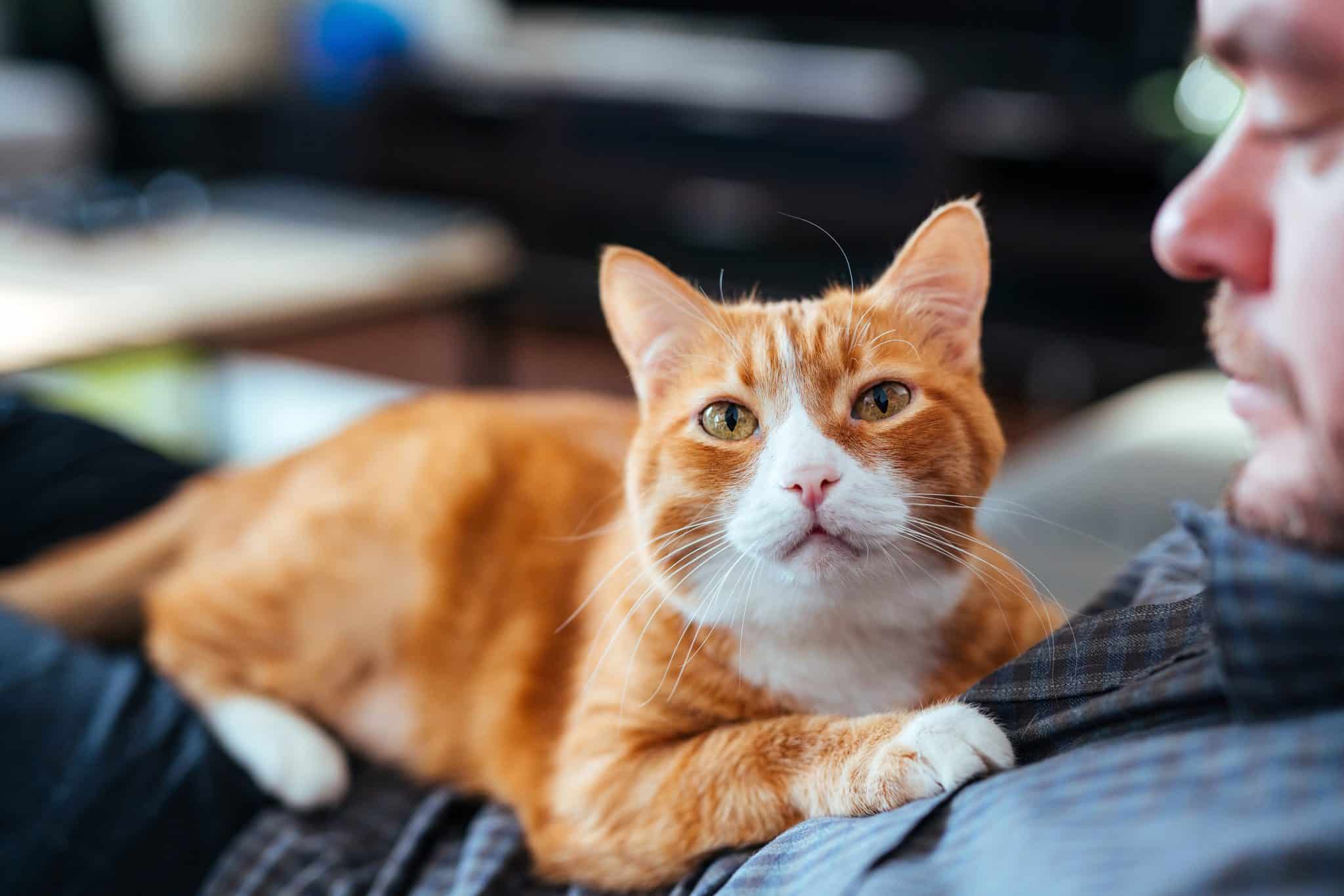 Kat als huisdier nemen