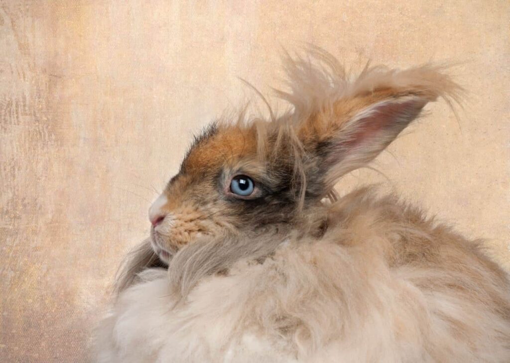 Angora konijn
