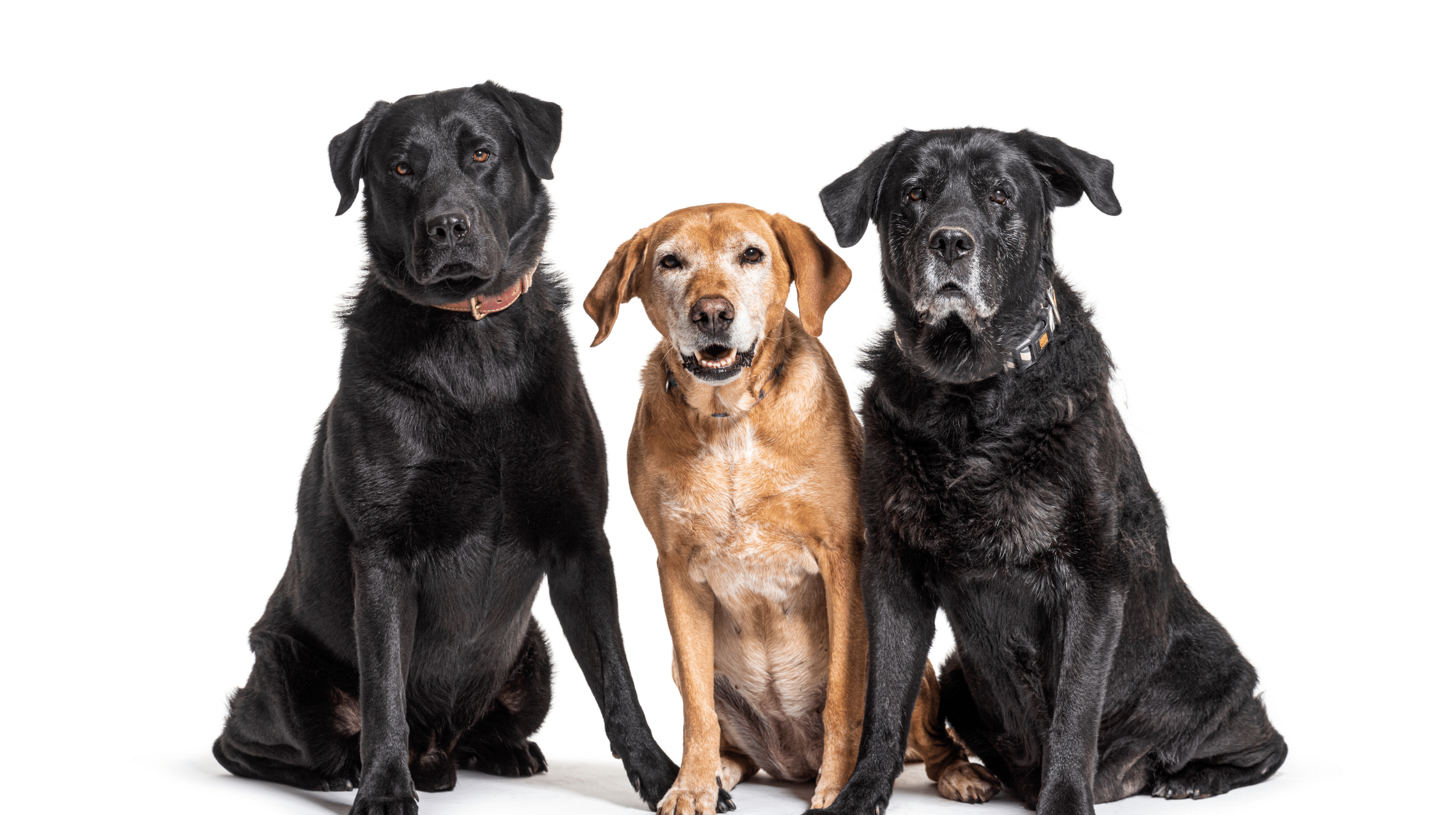 Artrose bij honden