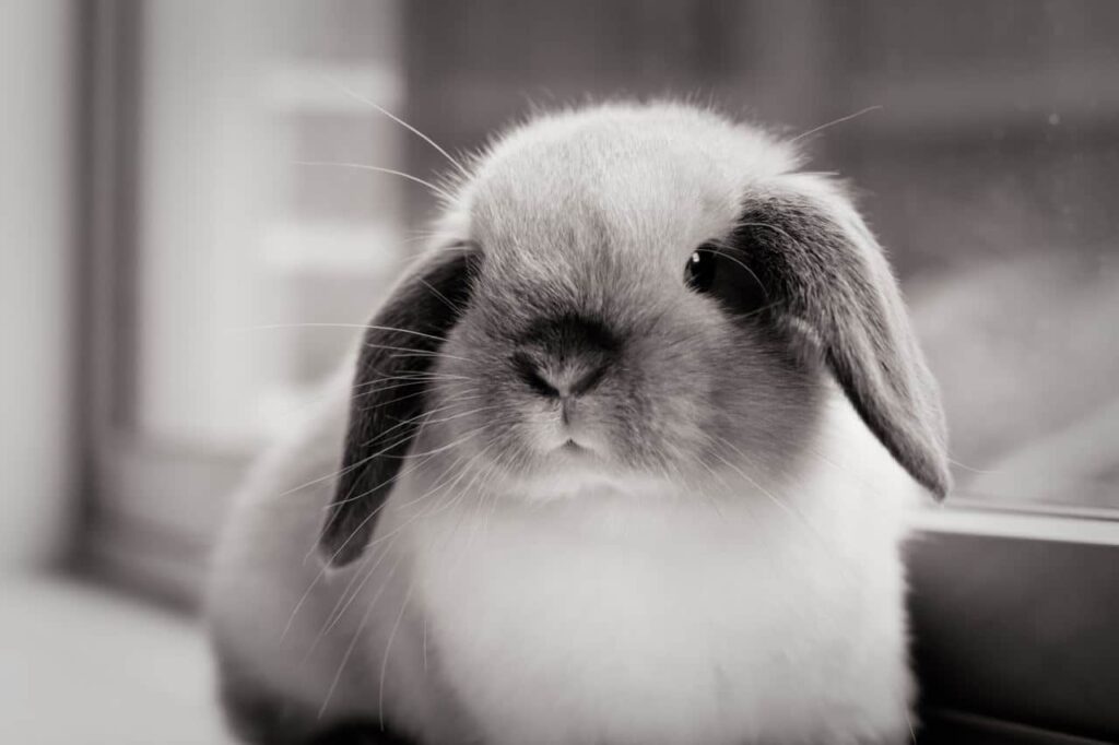 Mini Lop konijn
