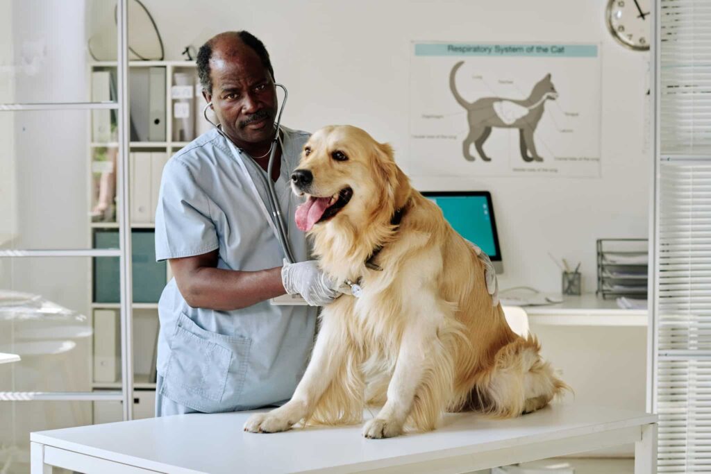 Hond met artrose bij dierenarts