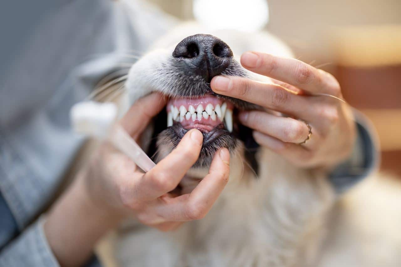 Gebitsreiniging Hond Kosten