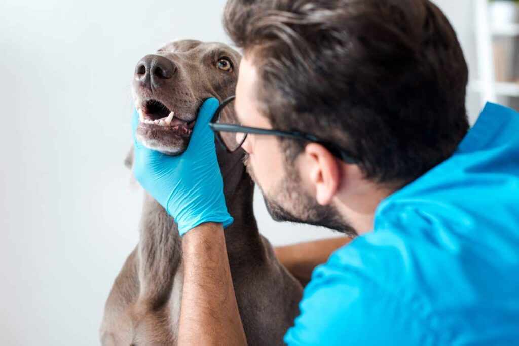 Gebit reinigen bij hond