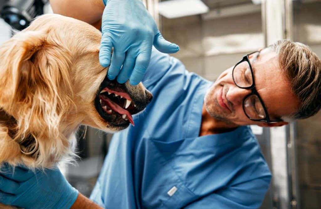 Gebitsreiniging honden