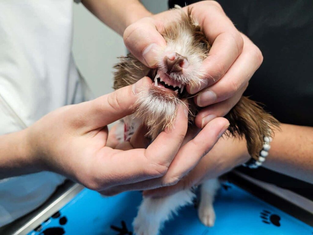 Honden gebitsreiniging