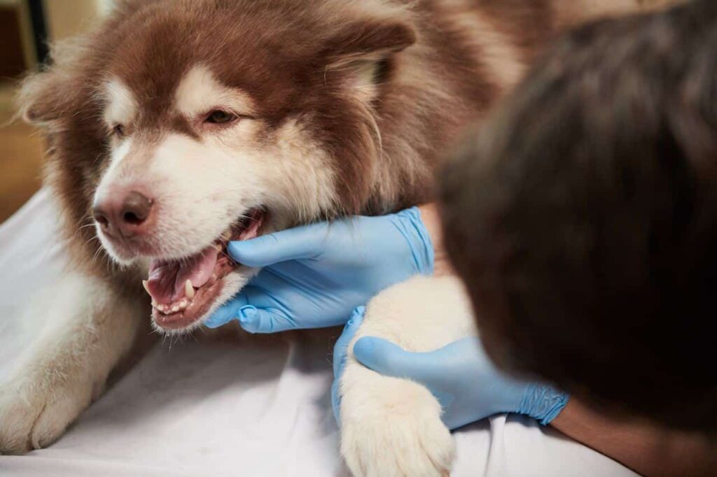 Gebitsreiniging voor honden