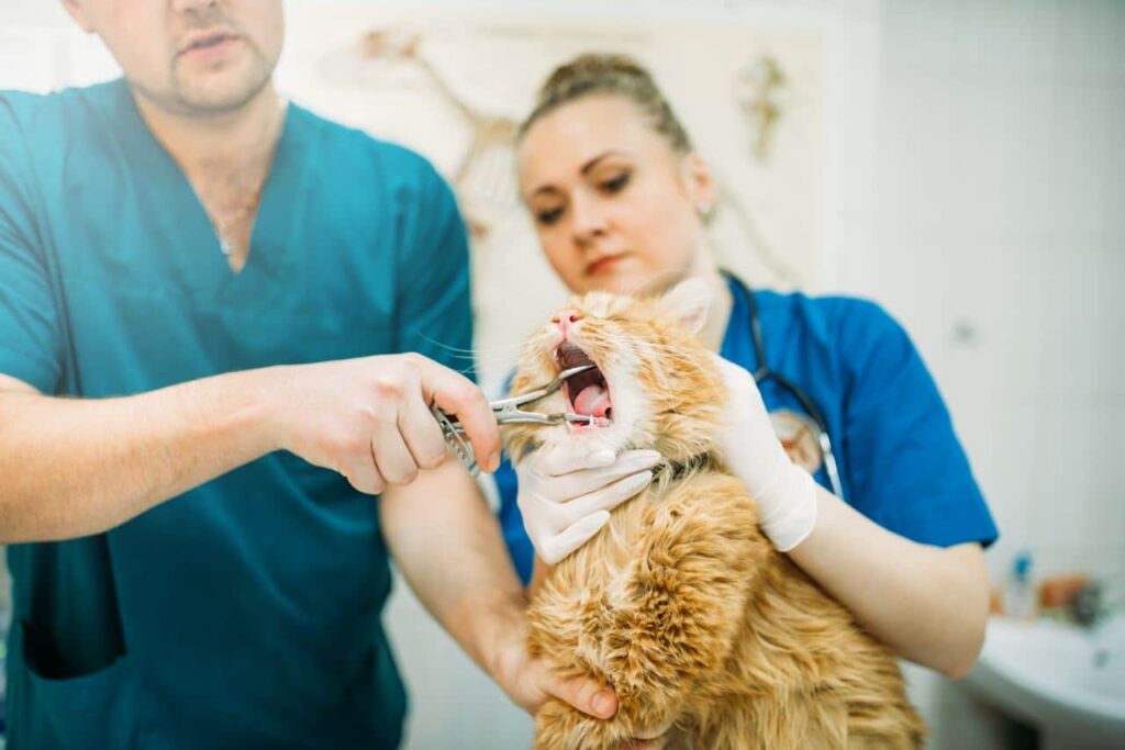 Kosten gebitsreiniging van katten