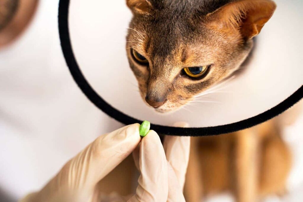 Cat met castratie kap tijdens nazorg