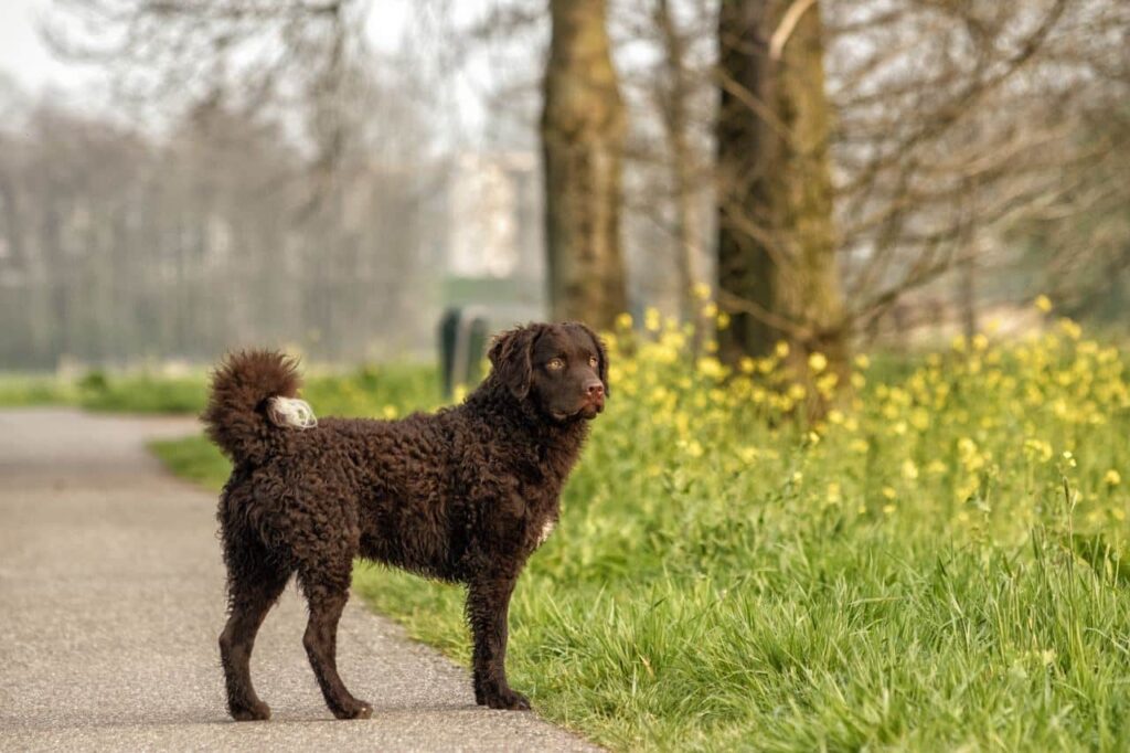 Chippen hond