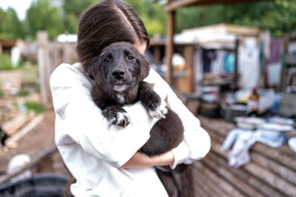 Hond laten chippen