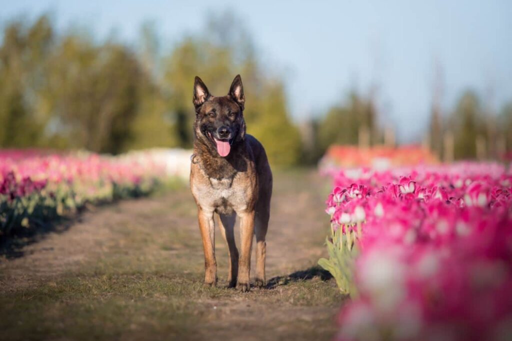 Gechipte hond