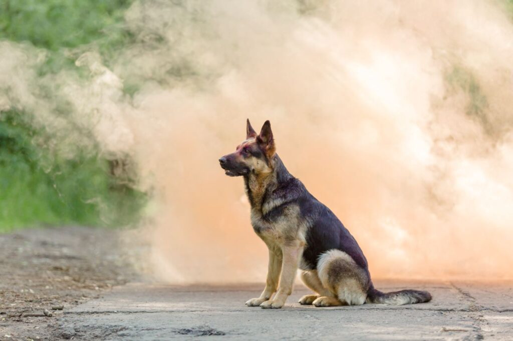 Crematie van hond