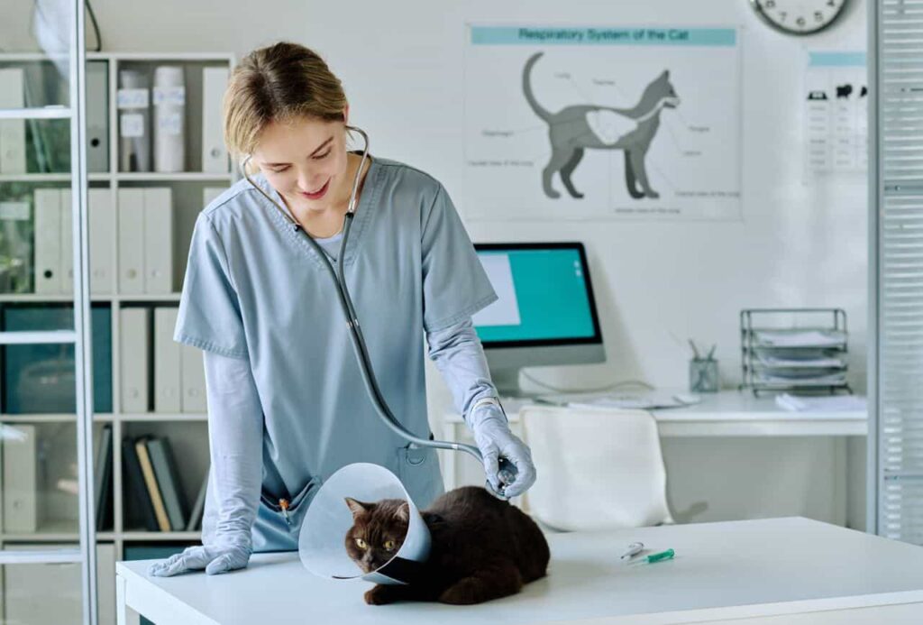 Katten castratie bij de Dierenarts