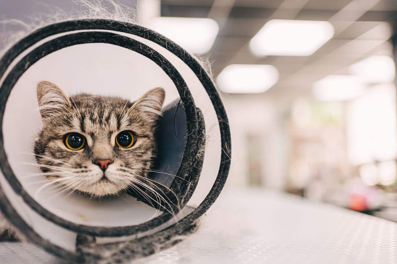 Katten castratie