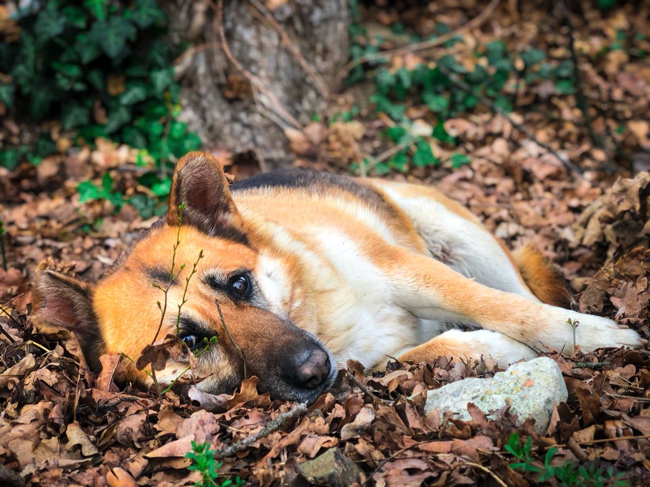Kosten crematie hond