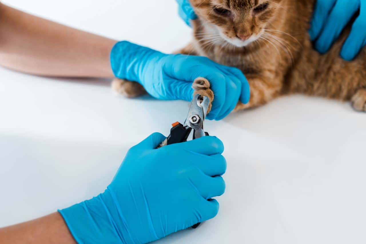 Nagels knippen kat dierenarts kosten
