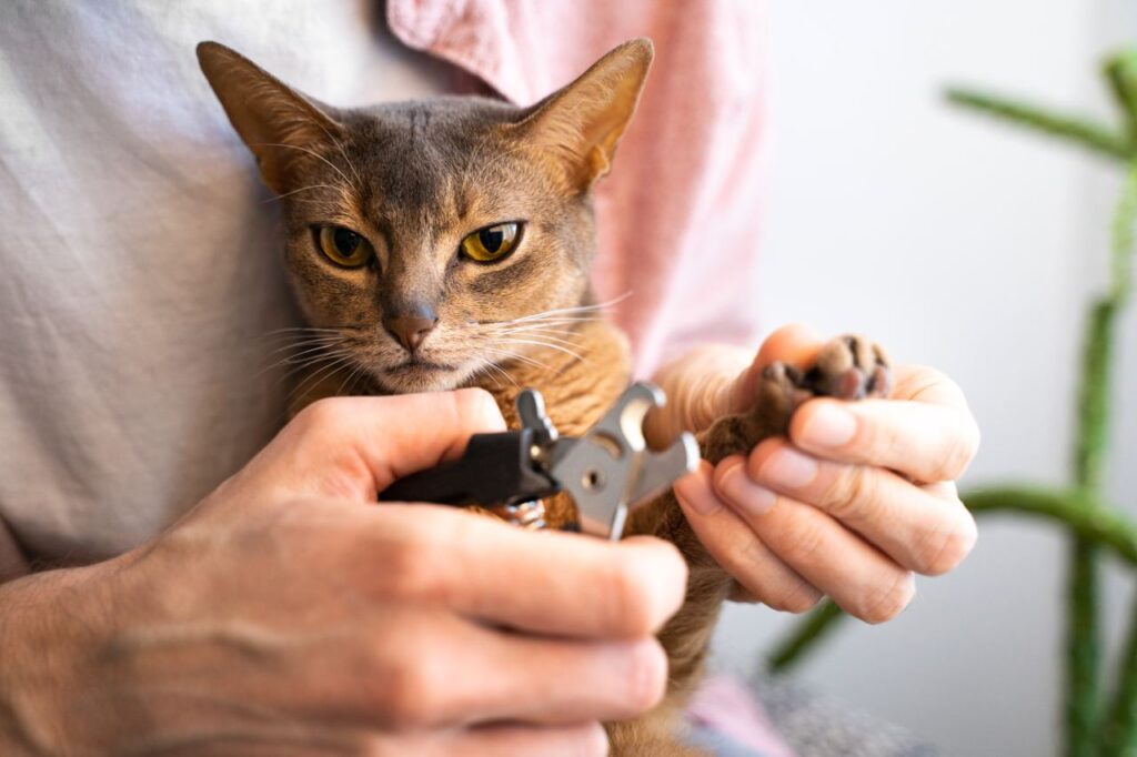 Nagels van kat knippen