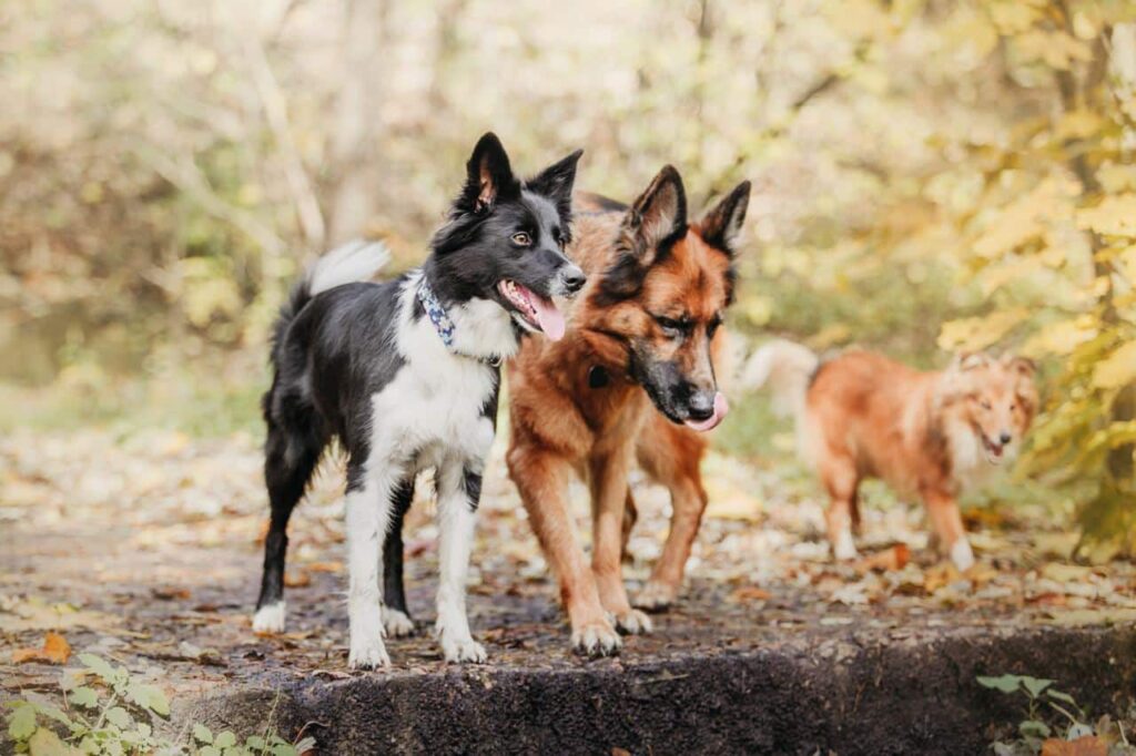 Honden crematie