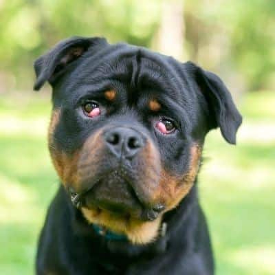 Cherry Eye Hond Kosten
