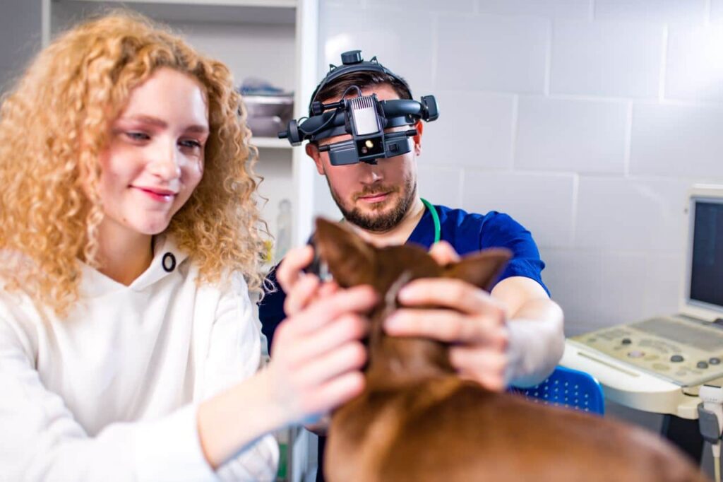 Cherry Eye operatie bij een hond