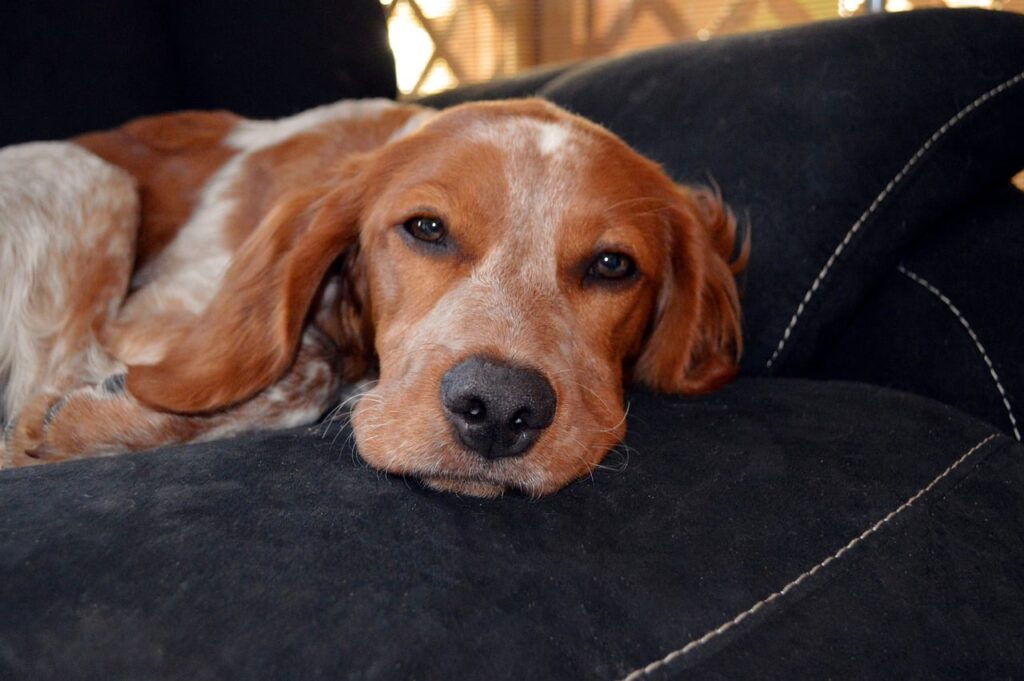 Hond met botulisme