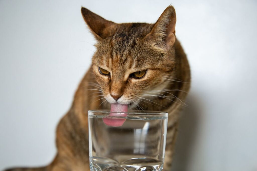 Dorstige kat