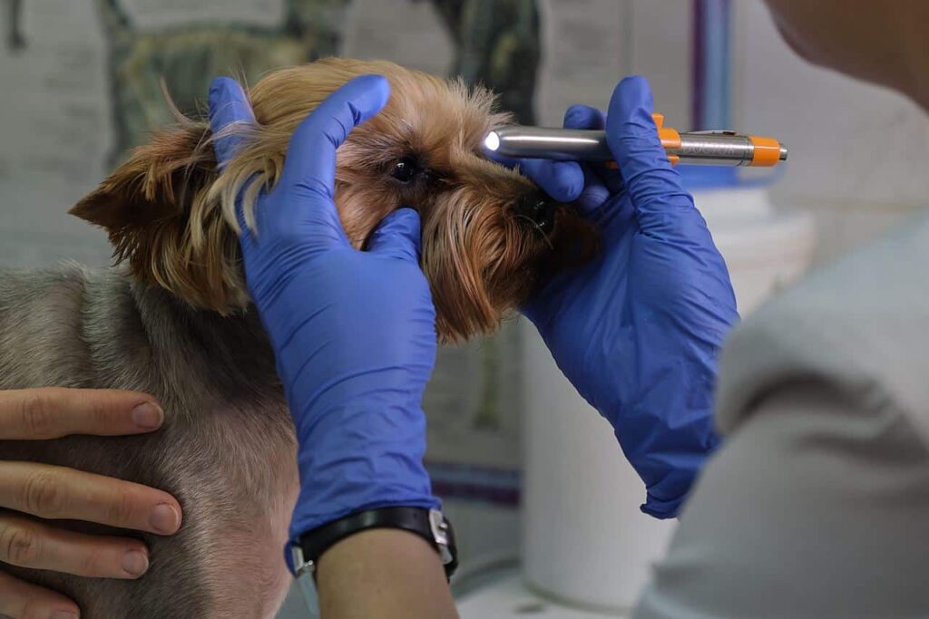 Onderzoek bij hond