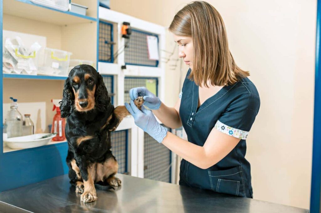 Dierenarts doet bloedonderzoek bij hond