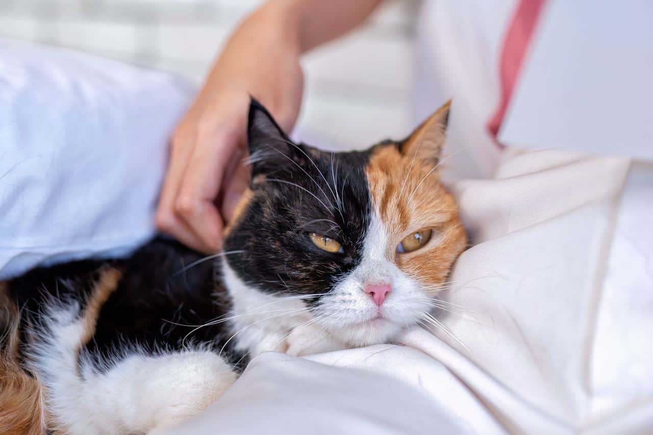 Niesziekte bij Katten