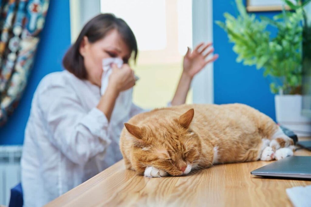 Niesziekte bij kat